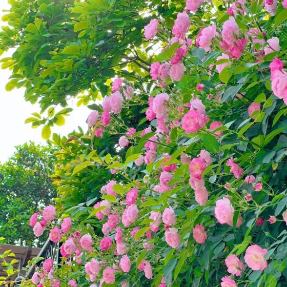 【爱情】适合跨年发爱的句子（适合跨年有对象发的句子）