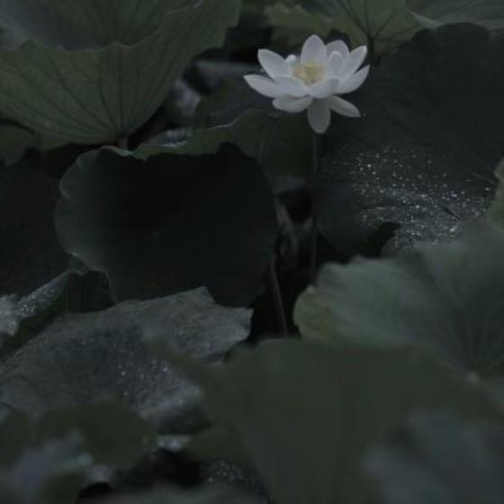 【正能量】教师努力学习的温柔文案（教师每天学习的文案）