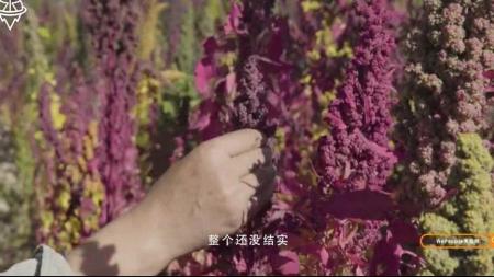 向NASA学工程师文化 剑桥艺术史全彩升级版 中国营养科学全书全2册_电子书