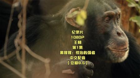 [黑猩猩帝国 Chimp Empire 第一季]_电子书