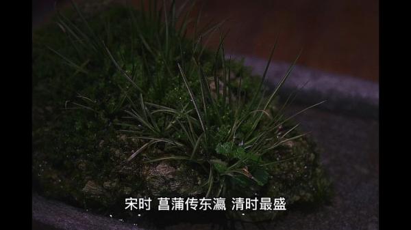 草木奇品家雅見_69-课程-网盘资源分享