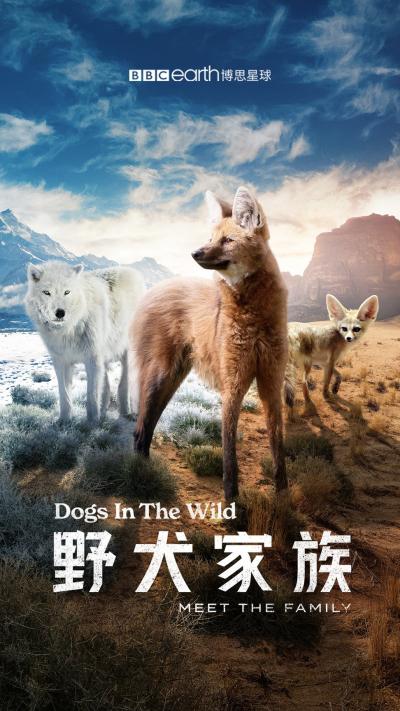 野犬家族.Dogs.in.the.Wild:Meet.the.Family.全3集.1080P. 中英字幕 (2022)